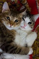 Image result for Kitten Love