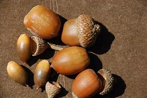 Image result for Acorn Tree Seeds
