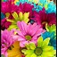 Image result for Flower Wallpaper for Android Phone