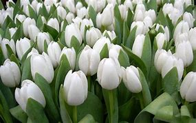 Image result for Beautiful White Flower Wallpaper