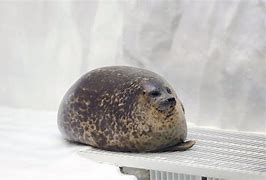 Image result for Osaka Aquarium Seal