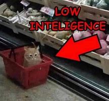 Image result for Lettuce Cat Meme