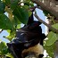 Image result for Fruit Bat In-Flight
