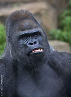 Image result for Silverback Face