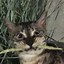 Image result for Cat Funny Scared Face