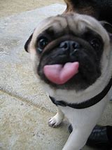 Image result for Pug Tongue