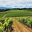 Image result for Calamity Hill Pinot Gris Starlight White