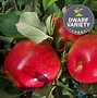 Image result for Dwarf Honeycrisp Apple Tree