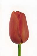 Image result for Tulipa Kingsblood