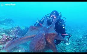 Image result for Octopus Attacks Diver