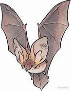 Image result for Bat Illustration Variations