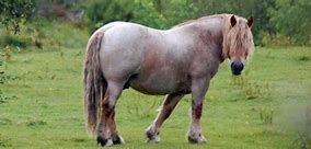 Image result for Strawberry Roan Draft Horse