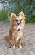 Image result for Pictures of chihuahua