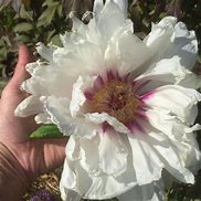 Image result for Paeonia suffruticosa Zao Feng