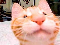 Image result for Cute Cat Face Memes