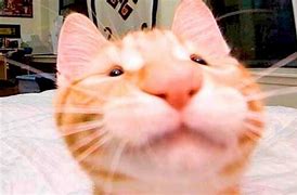 Image result for Cat Meme Face