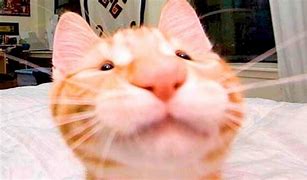 Image result for Cute Cat with Happy Meme