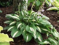 Bildergebnis für Hosta Lakeside Spellbinder