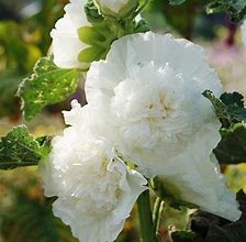 Résultat d’images pour Alcea rosea double white