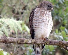 Image result for Buteo platypterus