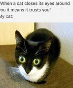 Image result for funniest cats meme