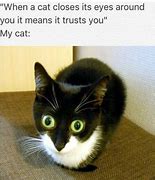 Image result for Dead Inside Cat Meme