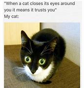 Image result for Weird Cat Meme