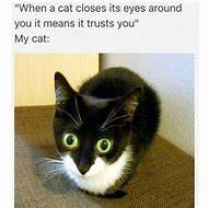 Image result for Winning Cat Meme