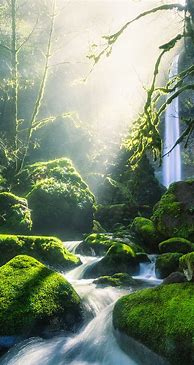 Image result for Nature iPhone Wallpaper Green