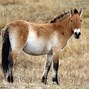 Image result for Mongolian Horse