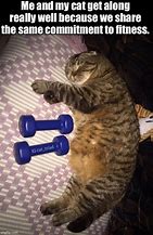 Image result for Gym Cat Meme