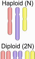 Image result for Ploidy in Chromosomes