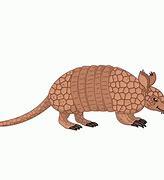 Image result for Armadillo Puns