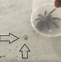 Image result for What Does Spider Poop Look Like