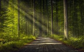 Image result for Wallpaper Forest Street 4K