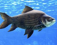 Image result for Large Fish Species
