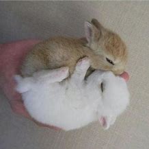 Image result for Snuggle Bunny Meme