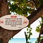 Image result for Manchineel Tree Trunk