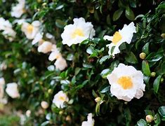 Image result for Camellia sasanqua Day Dream