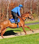 Image result for Free Horse Racing Tips for Saturday