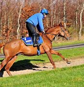 Image result for Horse Racing Form