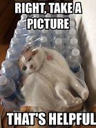 Image result for Fix Your Cat Meme
