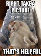 Image result for Random Cat Memes