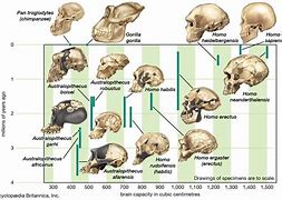Image result for Brain Size Evolution