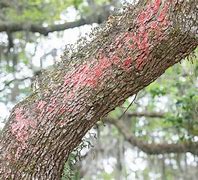 Image result for Live Oak Tree Diseases
