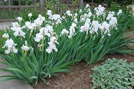 Image result for Iris germanica White Knight