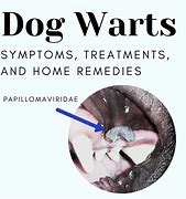 Image result for Warts On Dogs