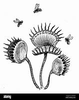 Image result for Carnivorous Plant Drawing