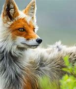 Image result for Lock Screen Image of Fox