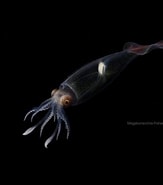 Afbeeldingsresultaten voor Megalocranchia oceanica Order. Grootte: 163 x 185. Bron: www.pinterest.com